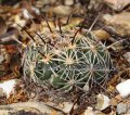(image for) Rhinocerus Cactus - Coryphantha cornifera 1 gallon