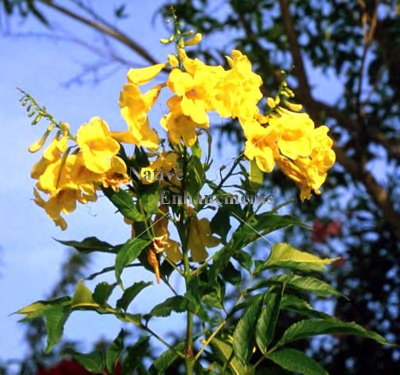 (image for) Yellow Bells - Tecoma stans 5 gallon