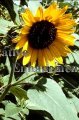 (image for) Sunflower - Helianthus annuus 1 gallon