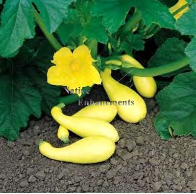 (image for) Yellow Crookneck Squash - Cucurbita pepo 4 inch