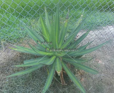 (image for) Fatal Attraction - Agave funkiana 5 gallon
