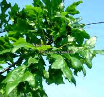 (image for) Overcup Oak - Quercus lyrata 5 gallon