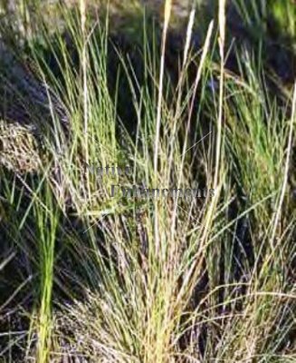 (image for) Gulf Cordgrass - Spartina spartinae / Plug