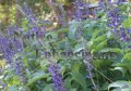 (image for) Meahly Blue Sage - Salvia farinacea 1 gallon