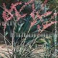 (image for) Red Yucca - Hesperaloe parviflora 1 gallon
