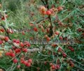 Agarito - Berberis trifoliolata 5 gallon Agarito - Berberis trifoliolata 5 gallon