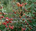 (image for) Agarito - Berberis trifoliolata 5 gallon