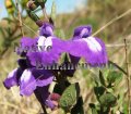 (image for) Shrubby Purple Skullcap - Scutellaria wrightii 1 gallon