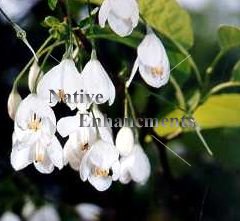 (image for) Two Winged Silverbell - Halesia diptera 5 gallon
