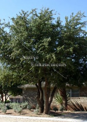 (image for) Live Oak - Quercus virginiana 5 gallon
