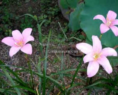 (image for) Pink Rain Lily - Zephyranthes grandiflora 1 gallon
