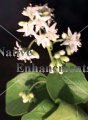 (image for) Anacua, Sandpaper Tree - Ehretia anacua 5 gallon