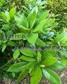 (image for) Redbay - Persea borbonia 5 gallon