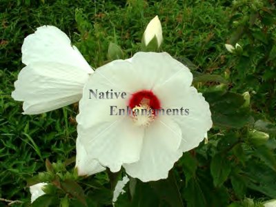 (image for) Swamp Rose Mallow - Hibiscus moscheutos 1 gallon
