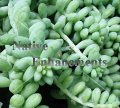 Burro Tail - Sedum morganianum 1 gallon Burro Tail - Sedum morganianum 1 gallon