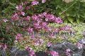 Butterfly Gaura - Gaura lindheimeri 1 gallon Butterfly Gaura - Gaura lindheimeri 1 gallon