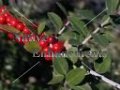 Yaupon - Ilex vomitoria 5 gallon (image for) Yaupon - Ilex vomitoria 5 gallon