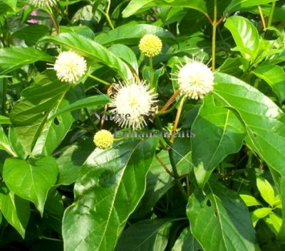 (image for) Buttonbush - Cephalanthus occidentalis 5 gallon