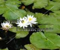 (image for) White Water Lily - Nymphaea odorata