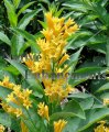 Orange Cestrum - Cestrum aurantiacum 5 gallon Orange Cestrum - Cestrum aurantiacum 5 gallon