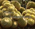 (image for) Golden Barrel Cactus - Echinocactus grusonii 1 gallon