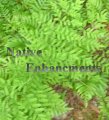 Royal Fern – Osmunda regalis 1 gallon (image for) Royal Fern – Osmunda regalis 1 gallon
