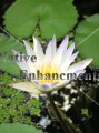 Blue Water Lily - Nymphae elegans - Bare Root Blue Water Lily - Nymphae elegans - Bare Root