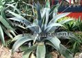 (image for) Century Plant - Agave americana 5 gallon