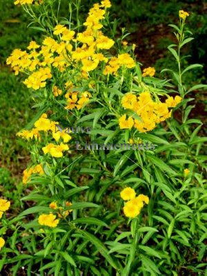 (image for) Mexican Mint Marigold - Tagetes lucida 1 gallon