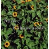 (image for) Creeping Zinnia - Sanvitalia procumbens 4 inch