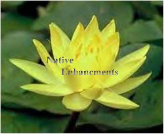 (image for) Yellow Water Lily - Nymphae mexicana / Bare Root