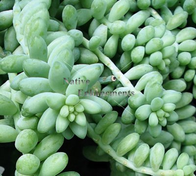 (image for) Burro Tail - Sedum morganianum 1 gallon