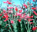 (image for) Rock Penstemon - Penstemon baccharifolius 1 gallon