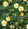 Dahlberg Daisy - Dyssodia tenuiloba 1 gallon Dahlberg Daisy - Dyssodia tenuiloba 1 gallon