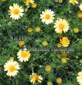 (image for) Dahlberg Daisy - Dyssodia tenuiloba 1 gallon