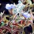 (image for) Bi-Color Sage - Salvia sinaloenesis 1 gallon