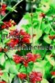 (image for) Red Rocket - Russellia sarmentosa 1 gallon