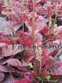 (image for) Lyre Leaf Sage - Salvia lyrata 1 gallon