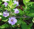 (image for) Twinflower - Dyschoriste oblongifolia 1 gallon