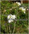 Anacacho Orchid Tree - Bauhinia lunaroides 5 gallon Anacacho Orchid Tree - Bauhinia lunaroides 5 gallon