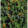 Creeping Zinnia - Sanvitalia procumbens 4 inch Creeping Zinnia - Sanvitalia procumbens 4 inch