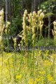 Brushy Bluestem - Andropogon glomeratus 1 gallon Brushy Bluestem - Andropogon glomeratus 1 gallon