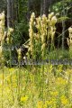 (image for) Brushy Bluestem - Andropogon glomeratus 1 gallon