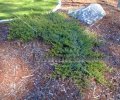 (image for) Creeping Juniper - Juniperus horizontalis 1 gallon
