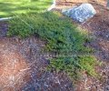 Creeping Juniper - Juniperus horizontalis 1 gallon Creeping Juniper - Juniperus horizontalis 1 gallon