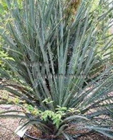 (image for) Buckley Yucca - Yucca constricta 5 gallon
