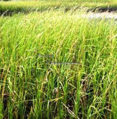 (image for) Smooth Cordgrass - Spartina alternifolia / Plug