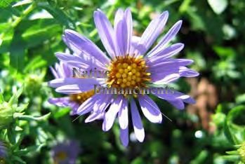 (image for) Fall Aster, Hill Country Aster - Aster oblongifolius 1 gal.