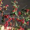 (image for) Coralberry - Symphoricarpos orbiculatus 5 gallon