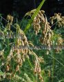 (image for) Wool Grass - Scirpus cyperinus / Plug